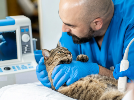 Aetina: Augmenting Veterinary Healthcare with AI-enabled Portable Ultrasound